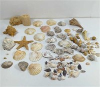 Sea Shells