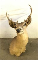 Mounted 8 Point Deer Head