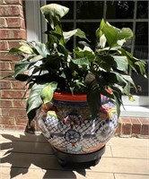 TalaMex Planter w/Real Plant