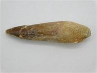 SPINOSAURUS TOOTH ROCK STONE LAPIDARY SPECIMEN