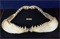 Shark Teeth 12 x 18
