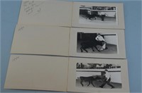 Black and White Bullfighting Photographs