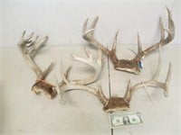 3 Vintage Deer/Buck Antler Mounts - As Shown