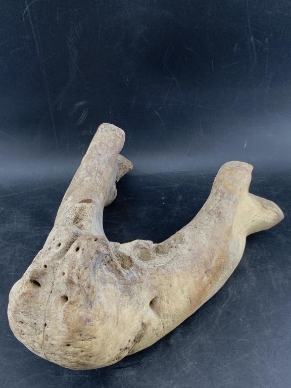 Large ancient walrus jawbone lower, no teeth 13"