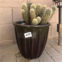 Ceramic Planter / Cactus