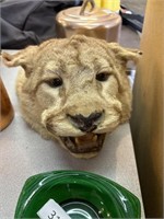 Mountain lion head mount