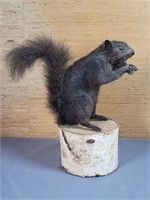 Squirrel taxidermy