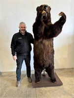 FULL SIZE TAXIDERMY GRIZZLY BEAR MOUNT