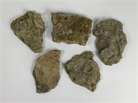 5  Fossil Matrix Rocks