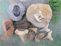 MIXED FOSSIL LOT ROCK STONE LAPIDARY SPECIMEN