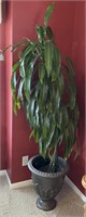 Dracaena Corn Plant