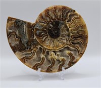 Cleoniceras Ammonite Fossil from Madagascar 145 MY