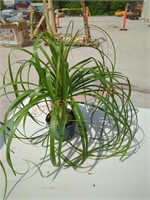 Small Ponytail Palm