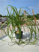 Small Ponytail Palm