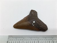 Fossilized Sharks Tooth Megalodon Nice Size