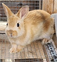 Unsexed-Baby Bunny-Lionhead