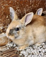 Unsexed-Baby Bunny-Lionhead