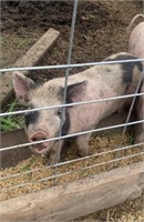 Male-Landrace Pig-Born Feb 24/24 approx 35LBS