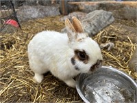 Buck-Netherland Dwarf Rabbit