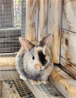 Unsexed-Baby Bunny-Lionhead