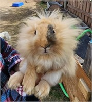 Unsexed-Baby Bunny-Lionhead