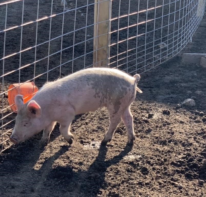 Male-Landrace Pig-Born Feb 24/24 approx 35LBS