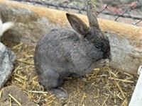 Doe-Standard Rex Rabbit