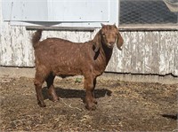 Young stocky Boer Billy