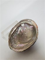 Natural Abalone Shell Decor