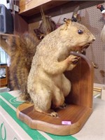 Standing Squirel nut in mouth
