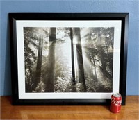 Framed Art - Outdoor Woods