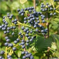 ARROW WOOD VIBURNUM