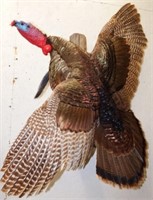 Flying Wild Turkey Taxidermy Mount