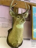 Deer Shoulder Mount