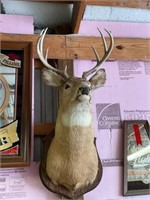 Deer Shoulder Mount