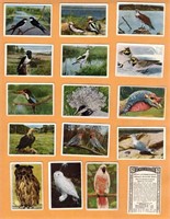 BIRDS: 59 Scarce German Tobacco Cards (1927)