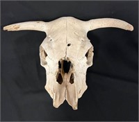 Cow Skull w/horns & partial teeth