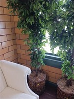 5+FT POTTED TREE