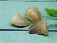 DINOSAUR TEETH ROCK STONE LAPIDARY SPECIMEN