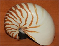 Original Nautilus sea shell 6” excellent