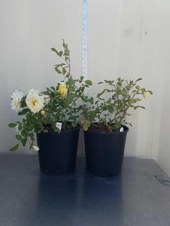 23 and 18 in paint the town rose bushes