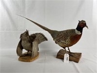 Ring Neck Pheasant & Ruffled Grouse