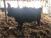 Number 53- Black Angus Steer *Read Description