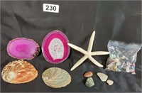 Seashell and Rock Collection