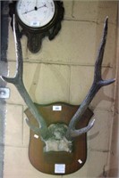 Pair of stag horns,