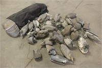 Approx (24) Duck Decoys & (11) Headless Goose