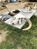 Longhorn Bull Skull