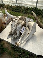 Horned Cow Skull w/ One Horn Broken, Cow Jaw Bone
