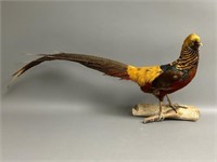 Male Golden Pheasant Mounted on Birch Wood