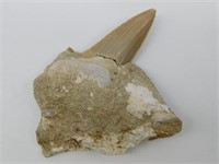 SHARK TOOTH IN MATRIX